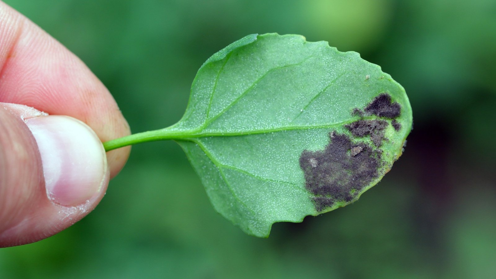 A green, oval leaf with dark brown spots near its edge is held by a hand, the imperfections contrasting against the healthy, smooth texture of the rest of the leaf.
