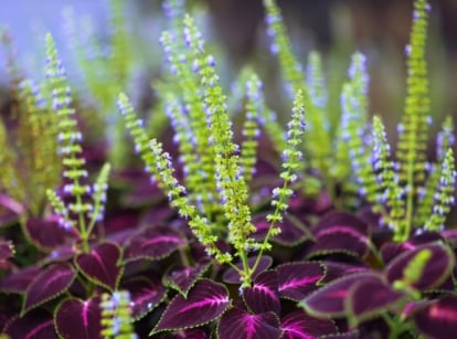 Tall green stalks topped with pale purple buds rise above densely packed leaves that have serrated edges. The leaves are green with a magenta and purple center, forming a bright contrast with the stalks in the foreground.