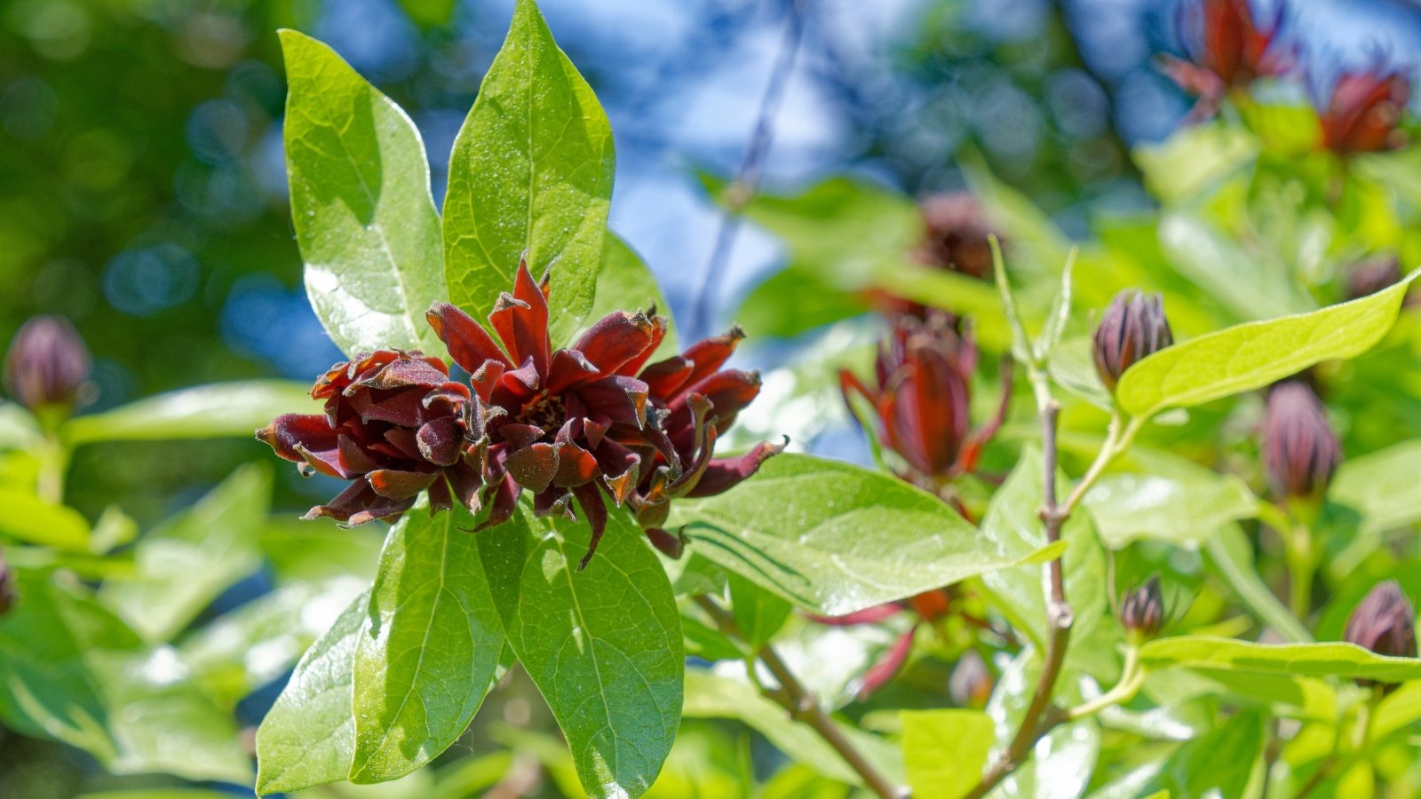 Glossy, deep green leaves surround the rich, maroon, cup-shaped flowers of this plant.