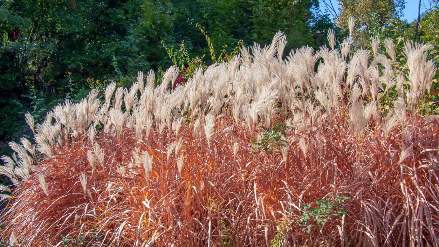 13 Ornamental Grasses That are Spectacular in Fall