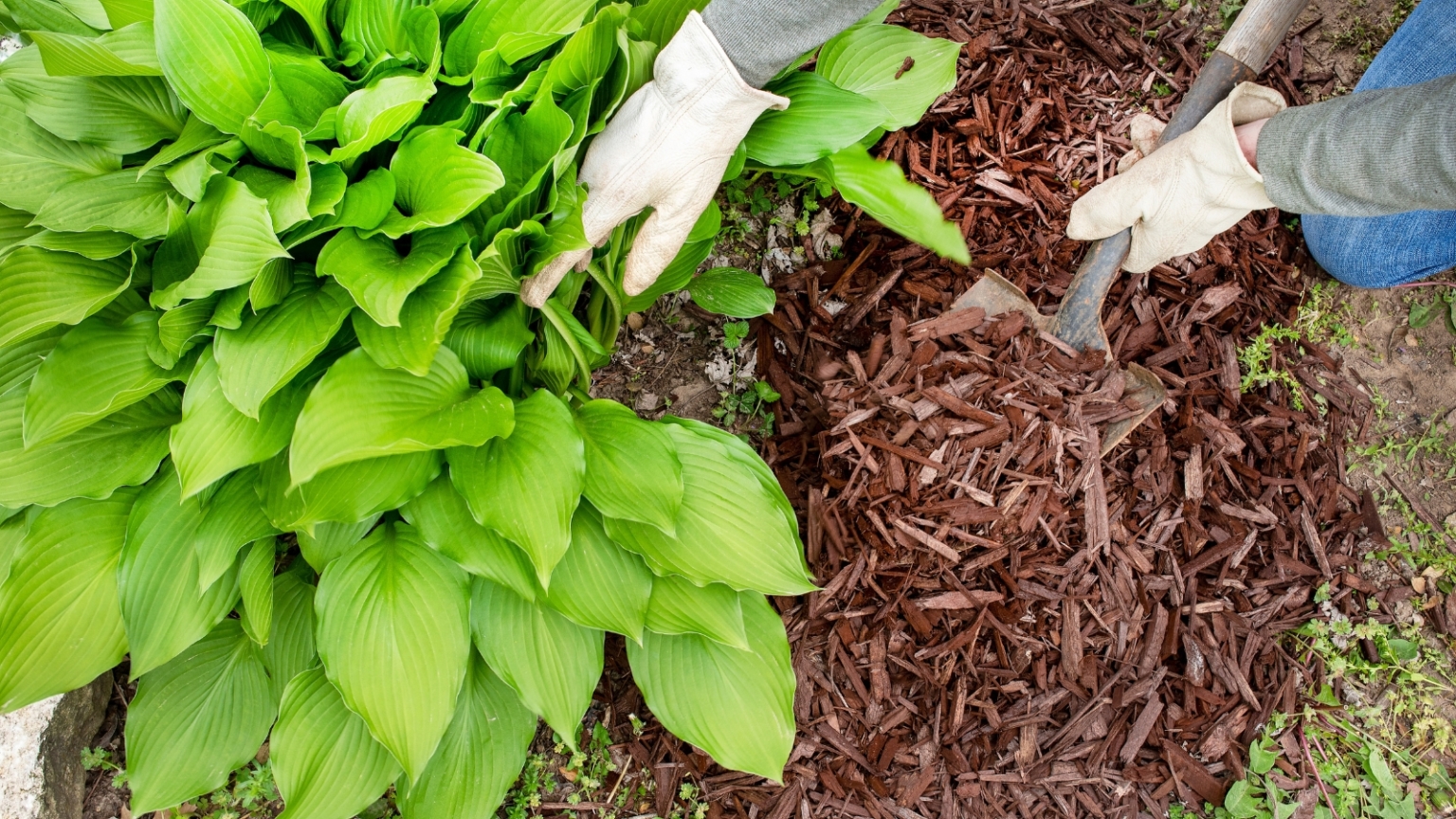 Fall Hosta Care: 5 Expert Tips