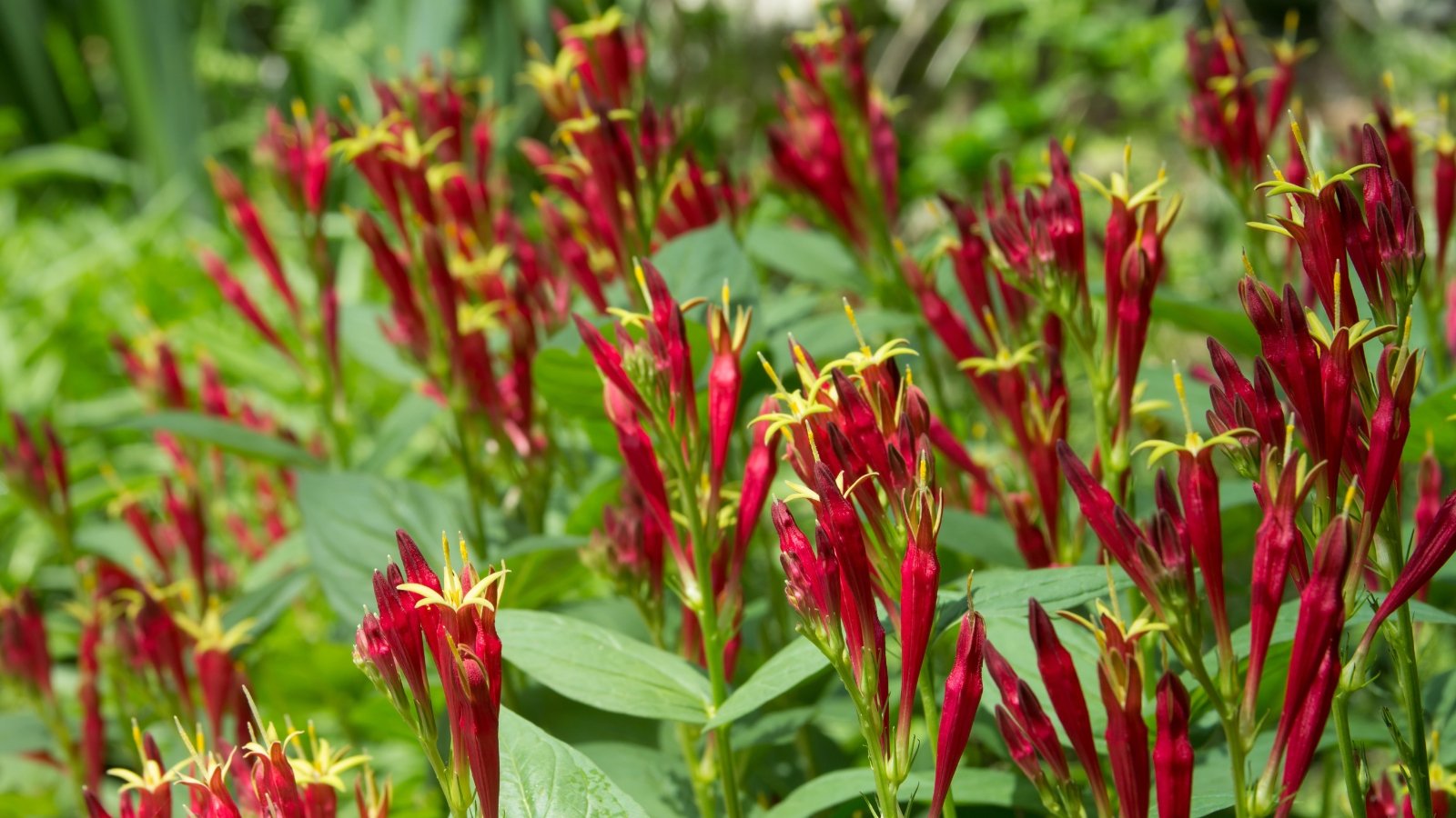 Several clusters of red buds with yellow star-tips spread out across thin stems, supported by long, narrow green leaves that create a backdrop of natural growth.