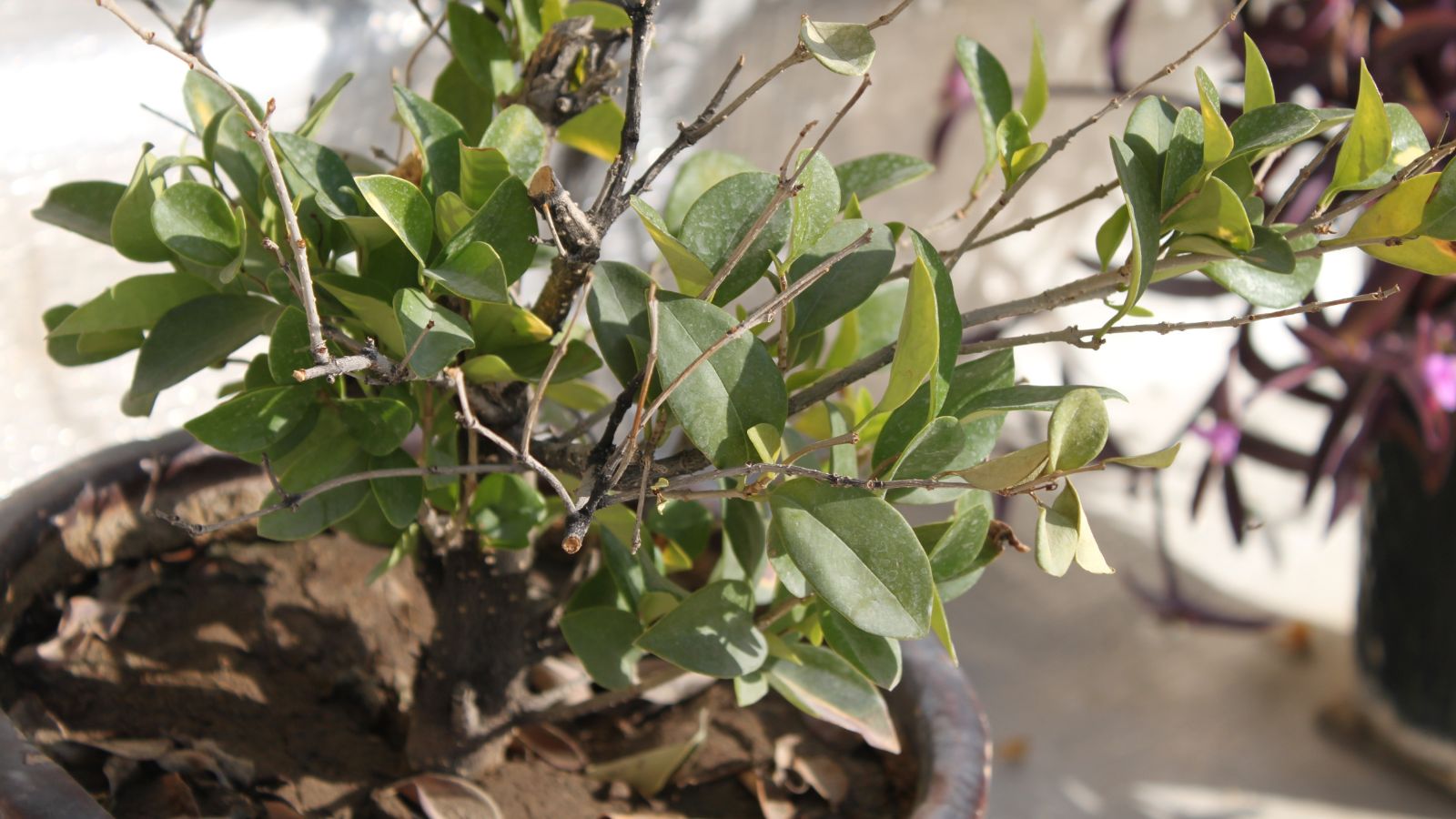 A close-up of new, smooth green leaves emerging from an old, wooden stem, the contrast between the rough bark and the fresh, tender leaves capturing the plant’s rejuvenation and vitality.