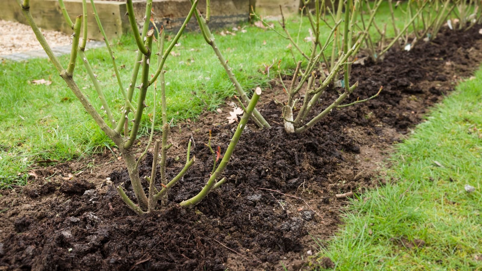 A row of young plants, each with bare branches and no leaves, sits in a neatly dug trench filled with dark, freshly turned soil, surrounded by a grassy garden area, ready to establish their roots.