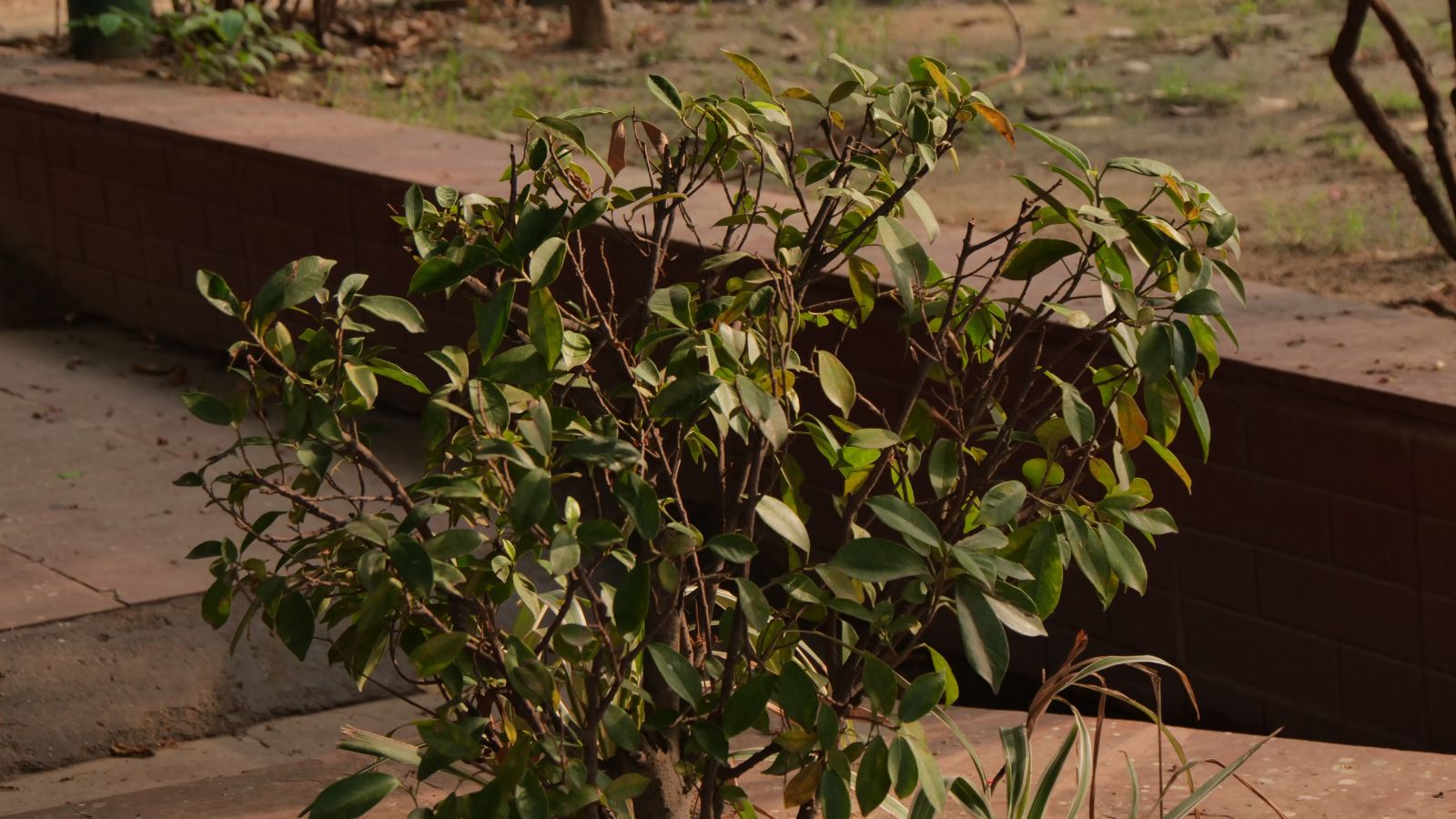A newly transplanted plant with dark green leaves stands upright, its fresh leaves catching the sunlight, with a smooth brick edge framing the garden space around it.