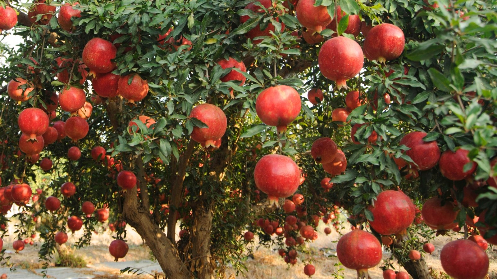 11 Fruit Tree Varieties You Can Plant in November