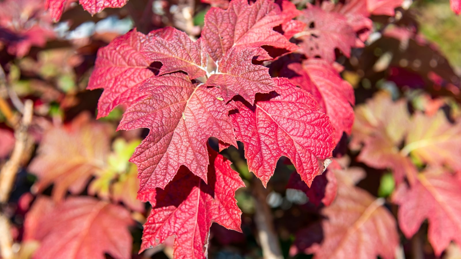 Compact and bushy, this oakleaf hydrangea boasts lobed leaves that shift from green to deep shades of red.