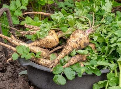 Parsnip problems may appear on young and adult crops, with freshly harvested crops still caked with dark brown soil placed in a black container