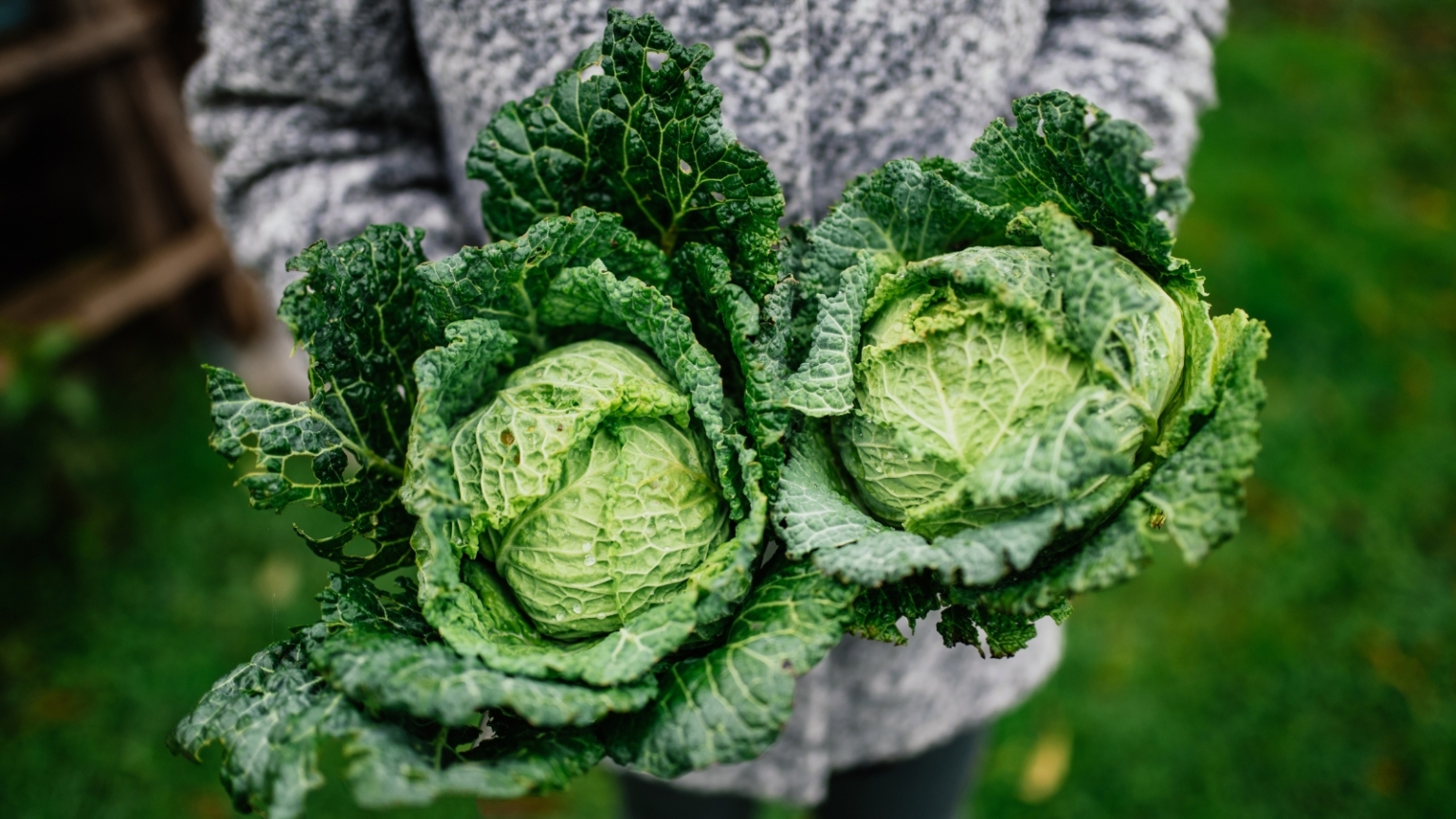 How to Plant, Grow, and Care for Savoy Cabbage - Epic Gardening