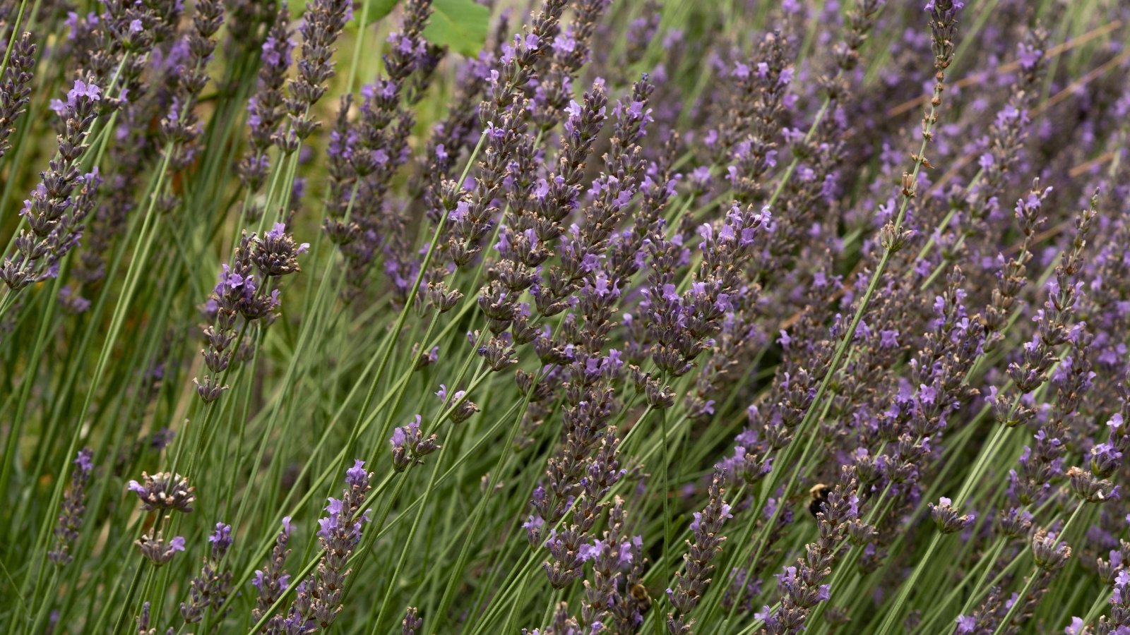 Boasting a vigorous habit, this plant showcases tall, robust spikes of vibrant purple flowers and narrow, silvery leaves.
