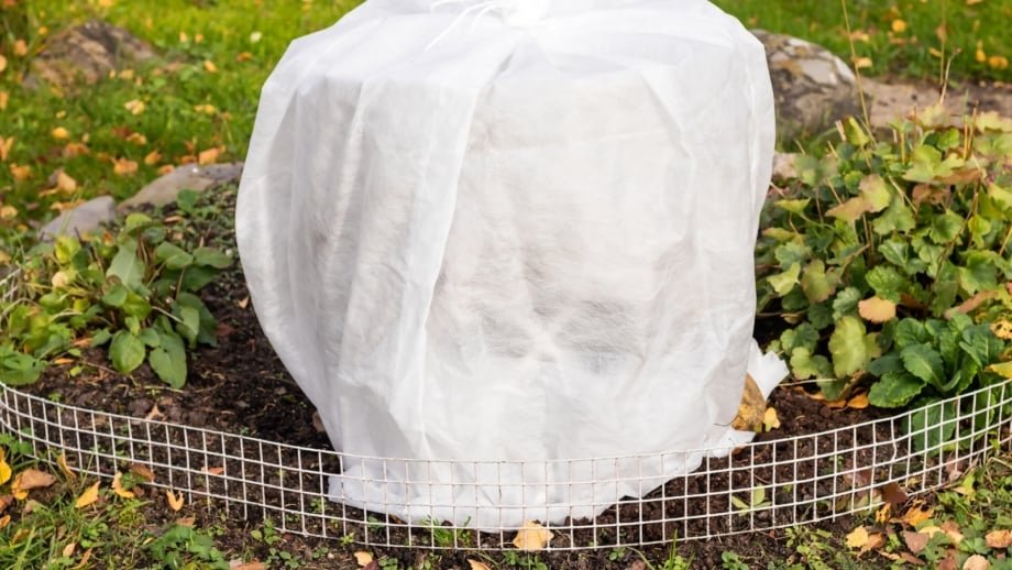 Winter Service Protection For Roots 9 Ways to Protect Vulnerable Perennial Plants from Winter Damage