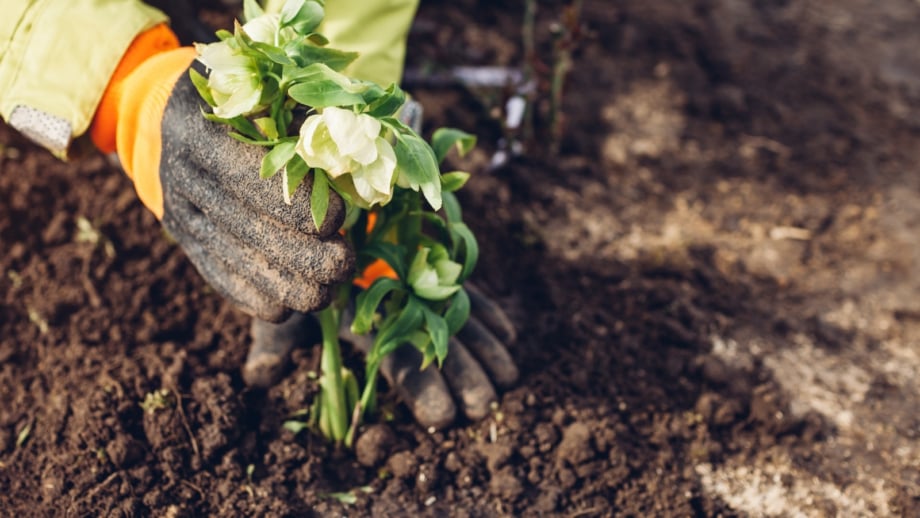 9 Tasks to Do Now To Prepare Your Garden for Winter