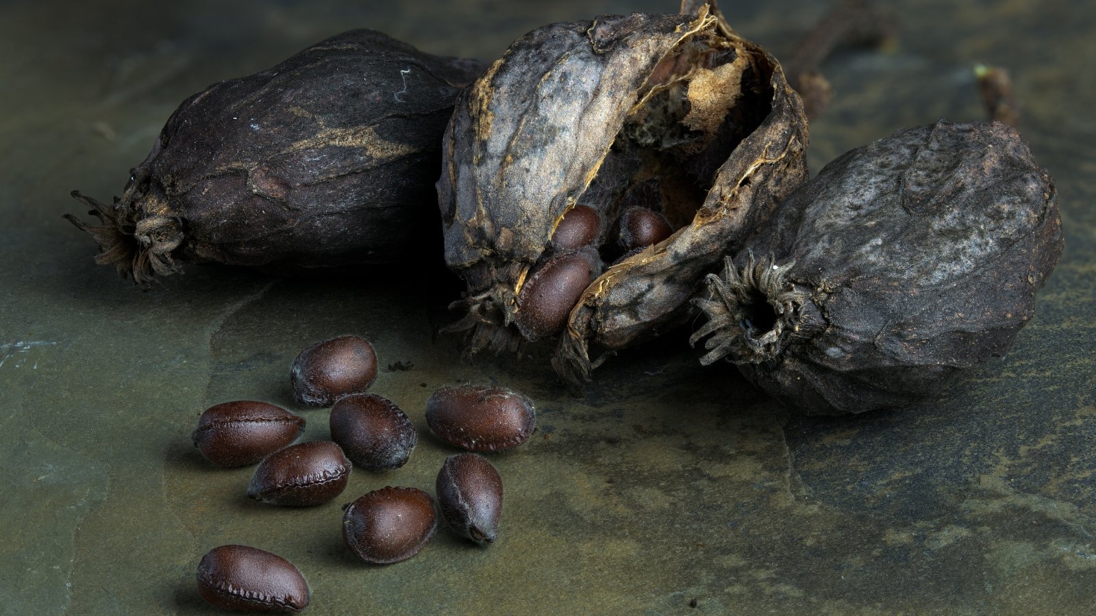 The pods of sweetshrub are elongated, brown, containing small, shiny dark brown seeds inside and spread on a wooden surface.