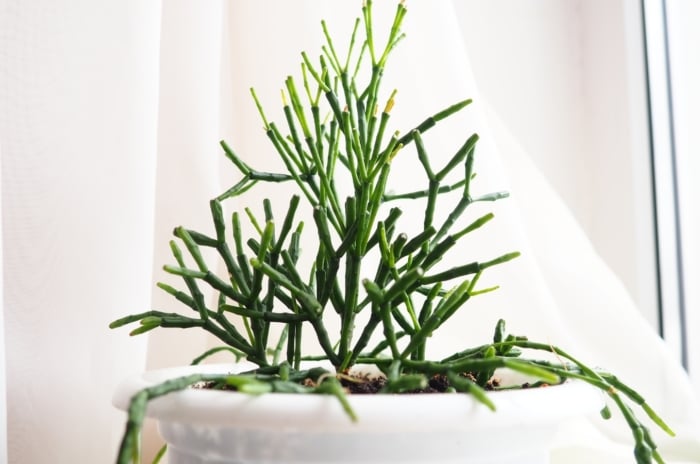 A tall, spindly succulent with long green stems sits in a white pot on a windowsill, with soft natural light filtering through sheer white curtains in the background.