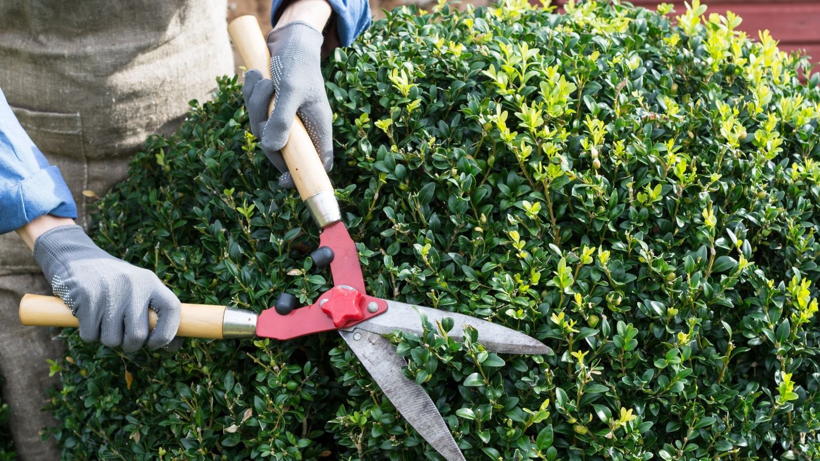 A gardener uses red garden shears to trim a dense patch of green leaves, the thick foliage being shaped and maintained as the vibrant leaves are snipped away, revealing the neat, well-kept garden below.