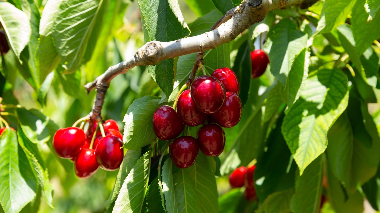 Large, shiny red fruits dangle from its smooth, slender branches adorned with lush green leaves.