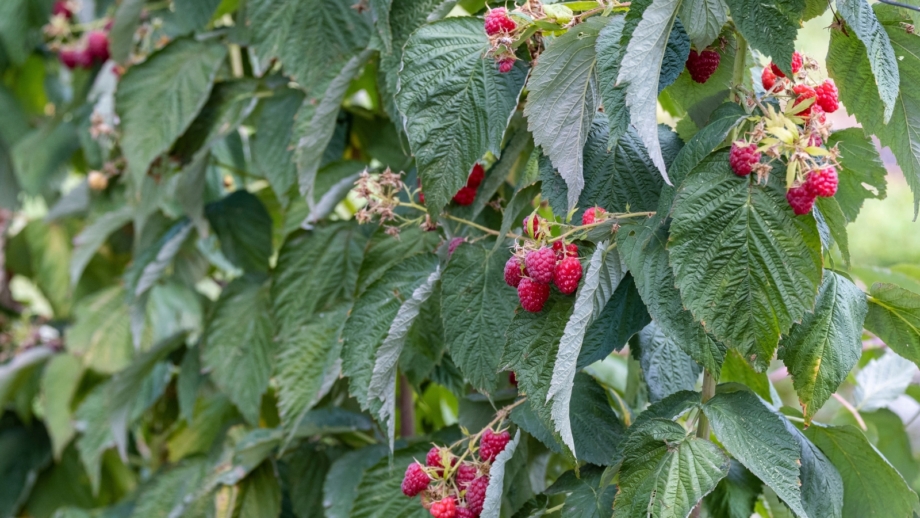 Australian Raspberry Bush 13 Berry Bushes You Can Plant in November