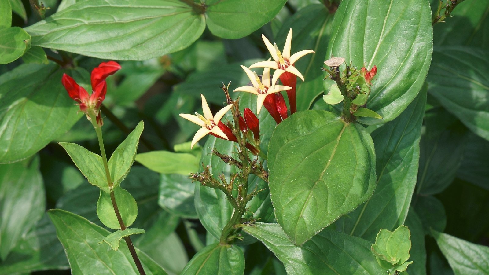 A smaller cluster of bright red flowers tipped with yellow stars sits among glossy, elliptic green leaves, nestled in a softly shaded area.