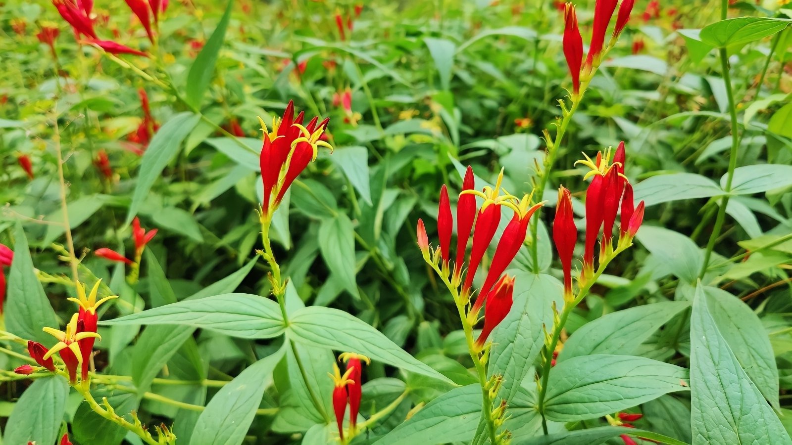 A cluster of vivid red tubular flowers with star-shaped yellow tips stands tall, surrounded by long, lance-shaped green leaves in a lush, densely packed setting.
