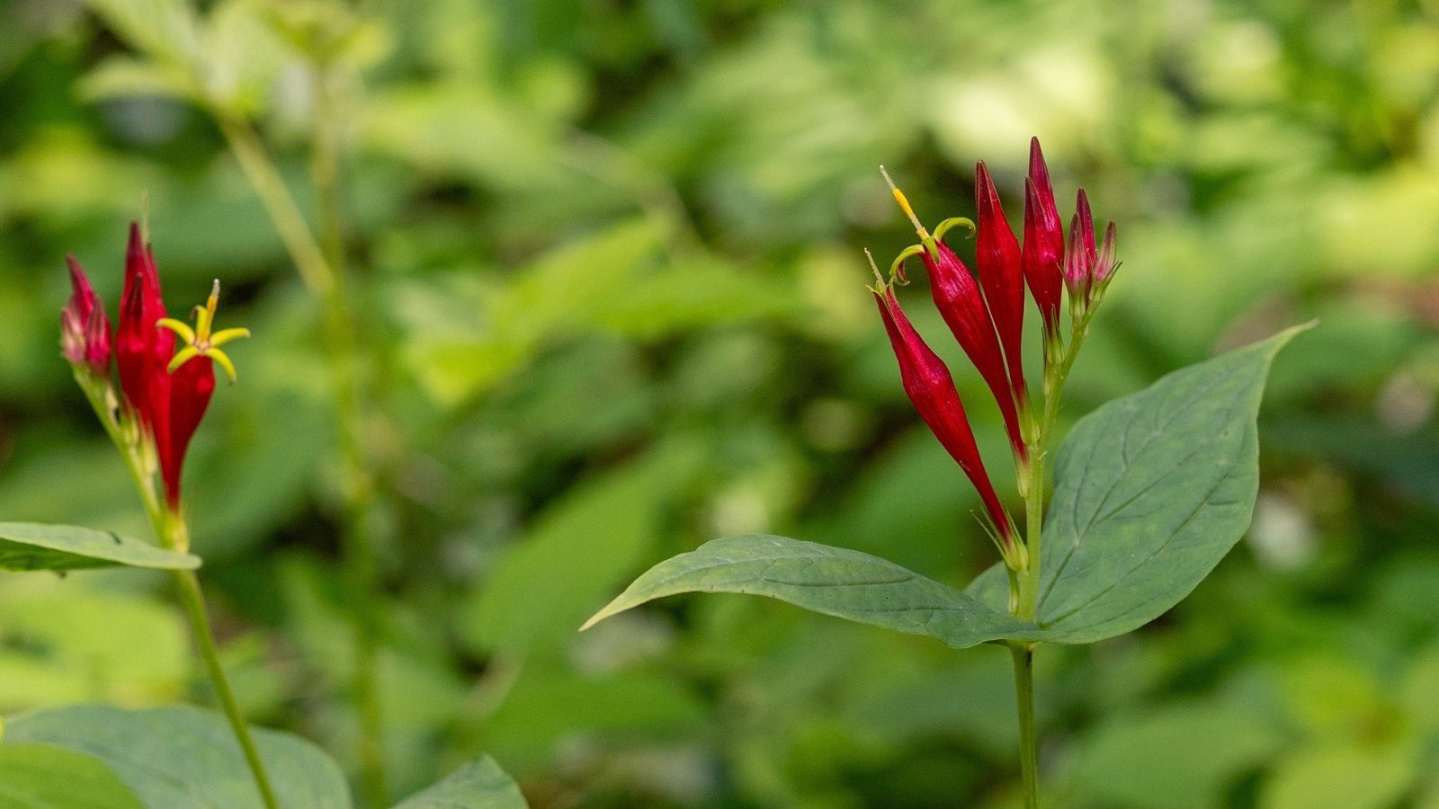Bright red buds with yellow star-shaped tips appear scattered among narrow, lance-shaped green leaves, blending into the background of a rich, natural setting.