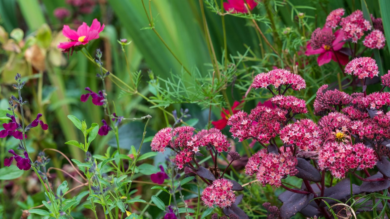 An area with small flower clusters appearing to have a lovely pink color with other plants surrounding it