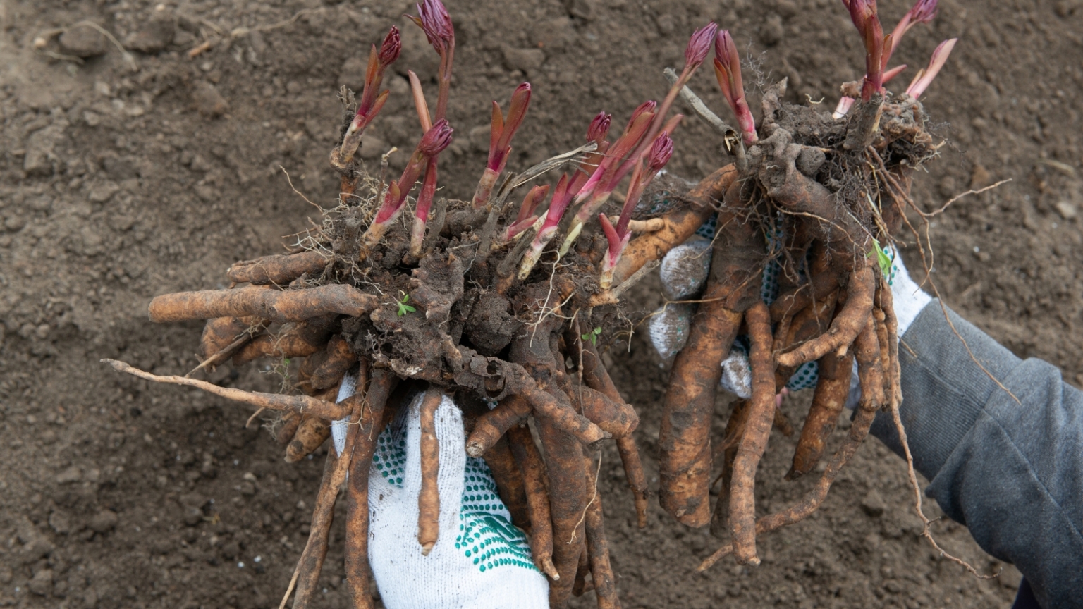 How to Divide Peonies in 9 Easy Steps