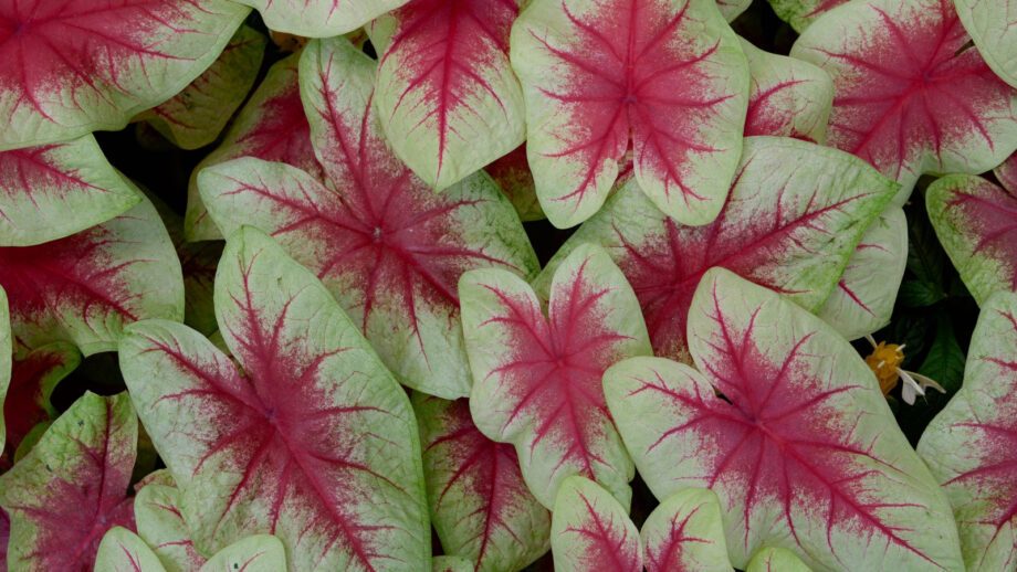 How to Plant, Grow, and Care for 'Lemon Blush' Caladium