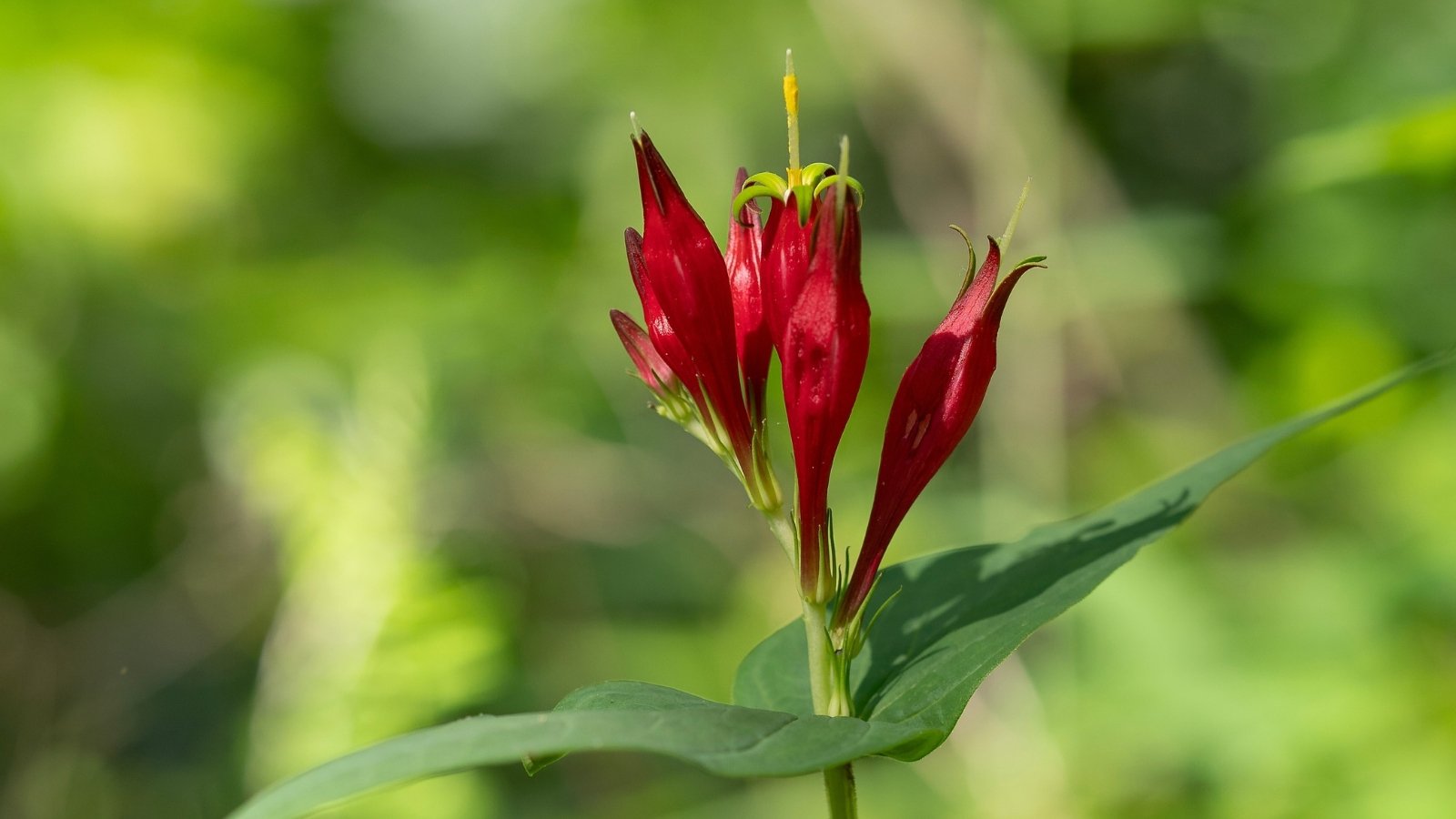 A group of red tubular buds topped with yellow stars stands on a single stem, surrounded by slender green leaves and softly lit by natural sunlight.