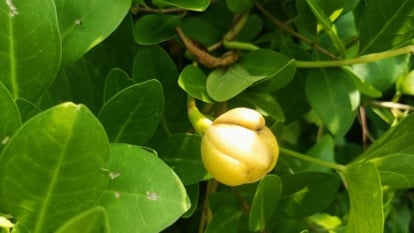 A single unopened yellow flower bud stands out against glossy, deep green leaves, the bud smooth and rounded, with the surrounding foliage adding a lush contrast as sunlight highlights the textures.