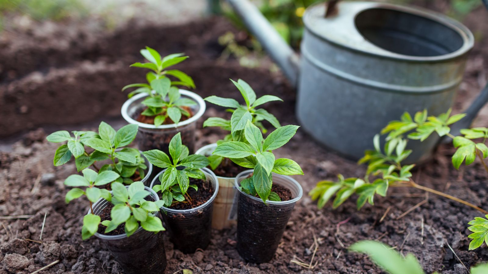Several small green seedlings grow in clear plastic pots, their delicate leaves reaching upwards, while a metal watering can sits beside them on a brown soil bed, indicating care for the young plants.