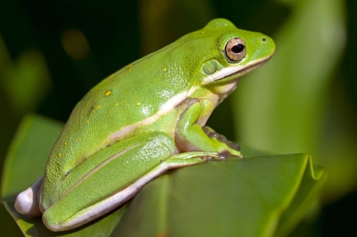 A bright green amphibian sits calmly on the edge of a large leaf, its round, golden eyes reflecting a soft light in the dark, leafy environment surrounding it.