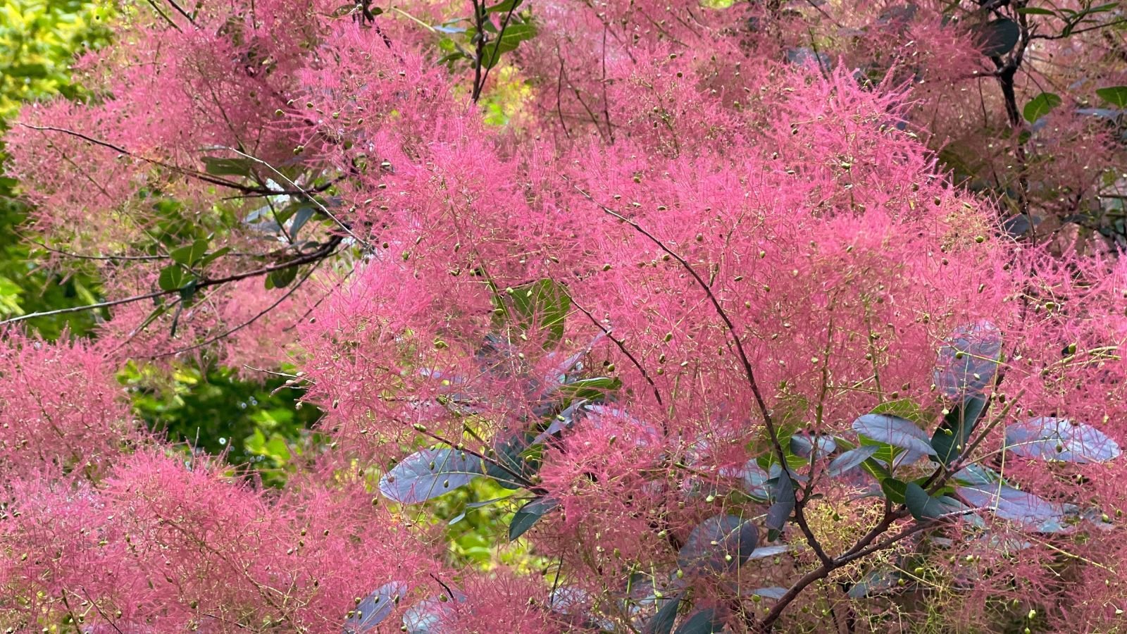 A close-up shot of a variety of smoke tree, called the Royal Purple, featuring its smoky appearance from its delicate foliage, all situated in a well lit area outdoors