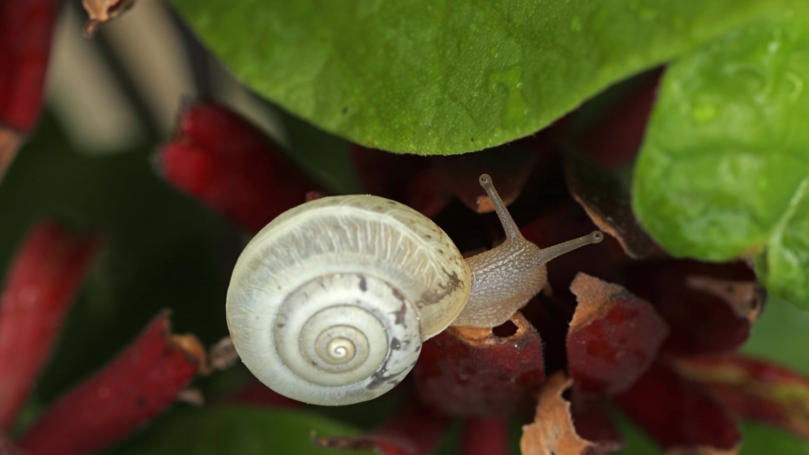 A close-up of a pale snail with a white shell crawling over a vibrant red flower, surrounded by dark green leaves.