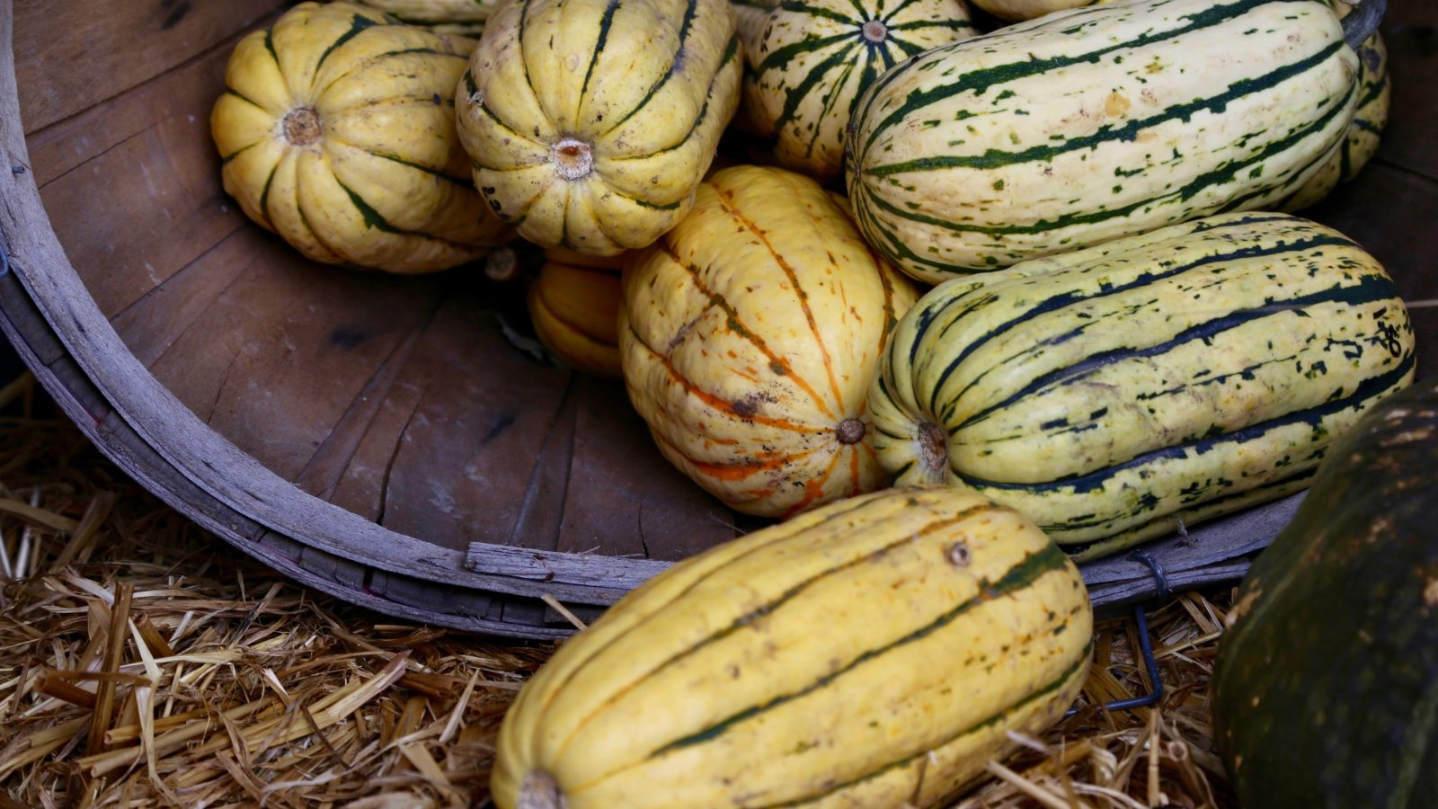 Elongated fruits with creamy-yellow rinds, deep green ridges, and faint orange highlights spill out of a wooden basket in the barn.