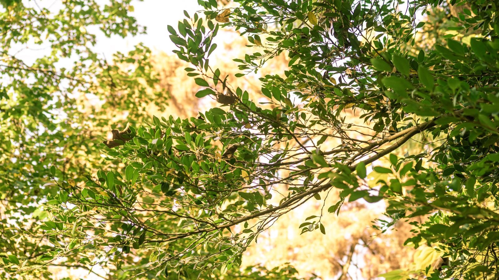 The sun filters through thick clusters of small green leaves, each leaf slightly oval and smooth, casting gentle shadows on the branches as the warm light creates a glowing effect on the lush greenery.