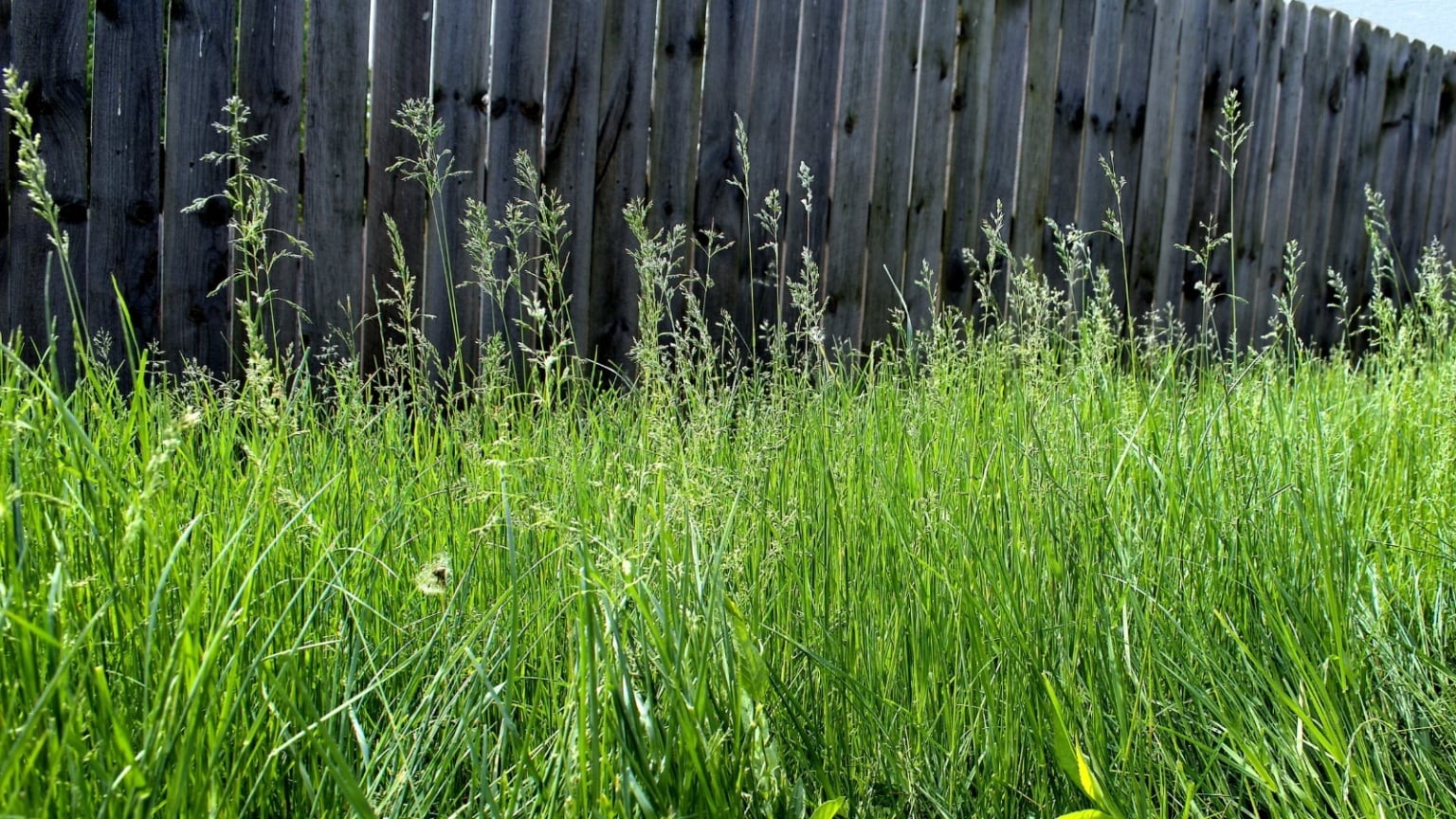 How and Why to Attract Frogs to Your Garden This Year