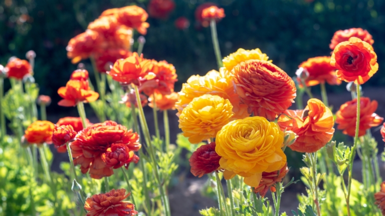 Golden Ranunculus 15 Ranunculus Varieties to Plant This Fall