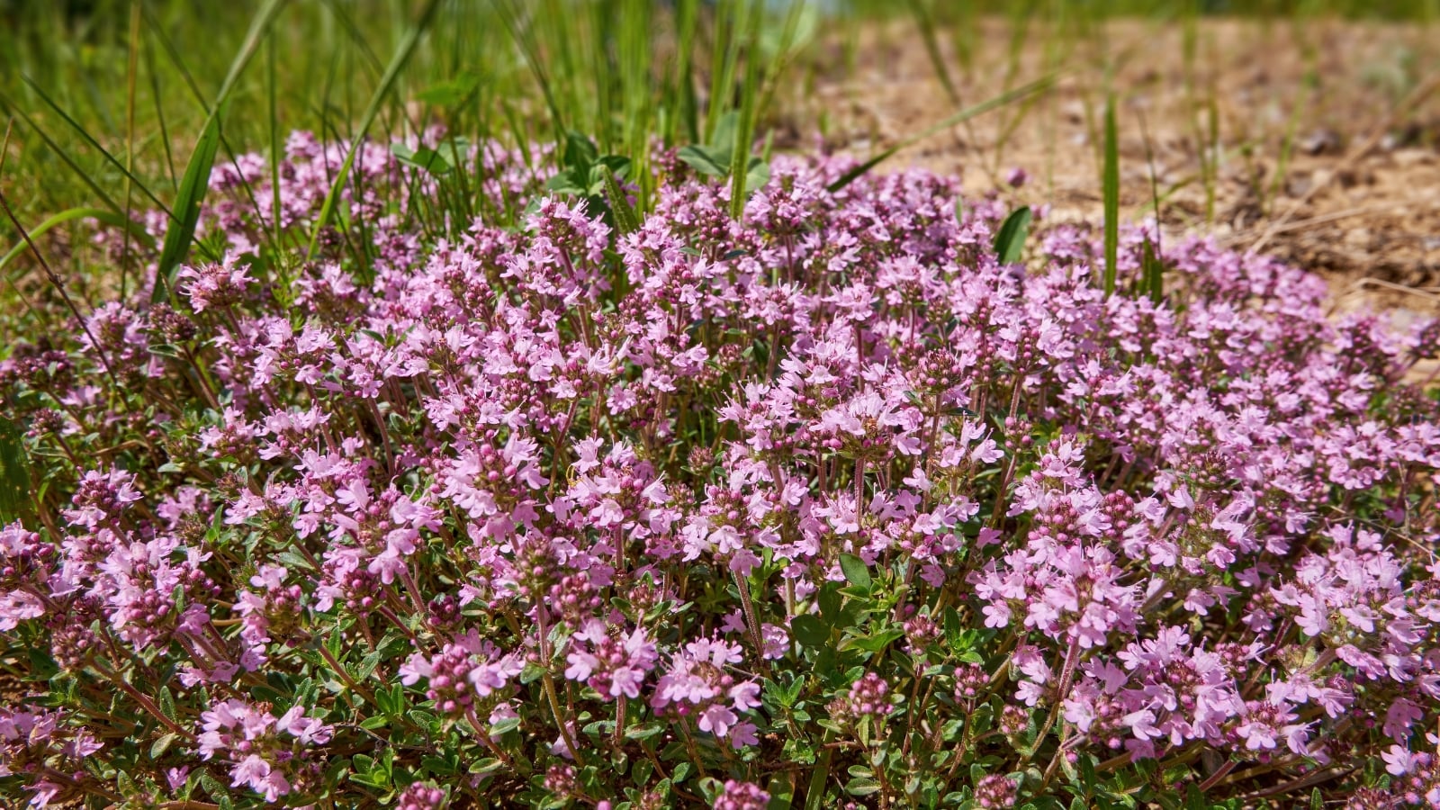 A low, creeping spread of tiny, pinkish-purple blooms that densely cover the ground, interspersed with small, oval green leaves and soft matted foliage.