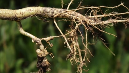 A long root, tangled and rough-textured, hangs in mid-air with dirt still clinging to its surface. The earthy brown root contrasts against the background of soft green foliage, indicating it has just been pulled from the ground.
