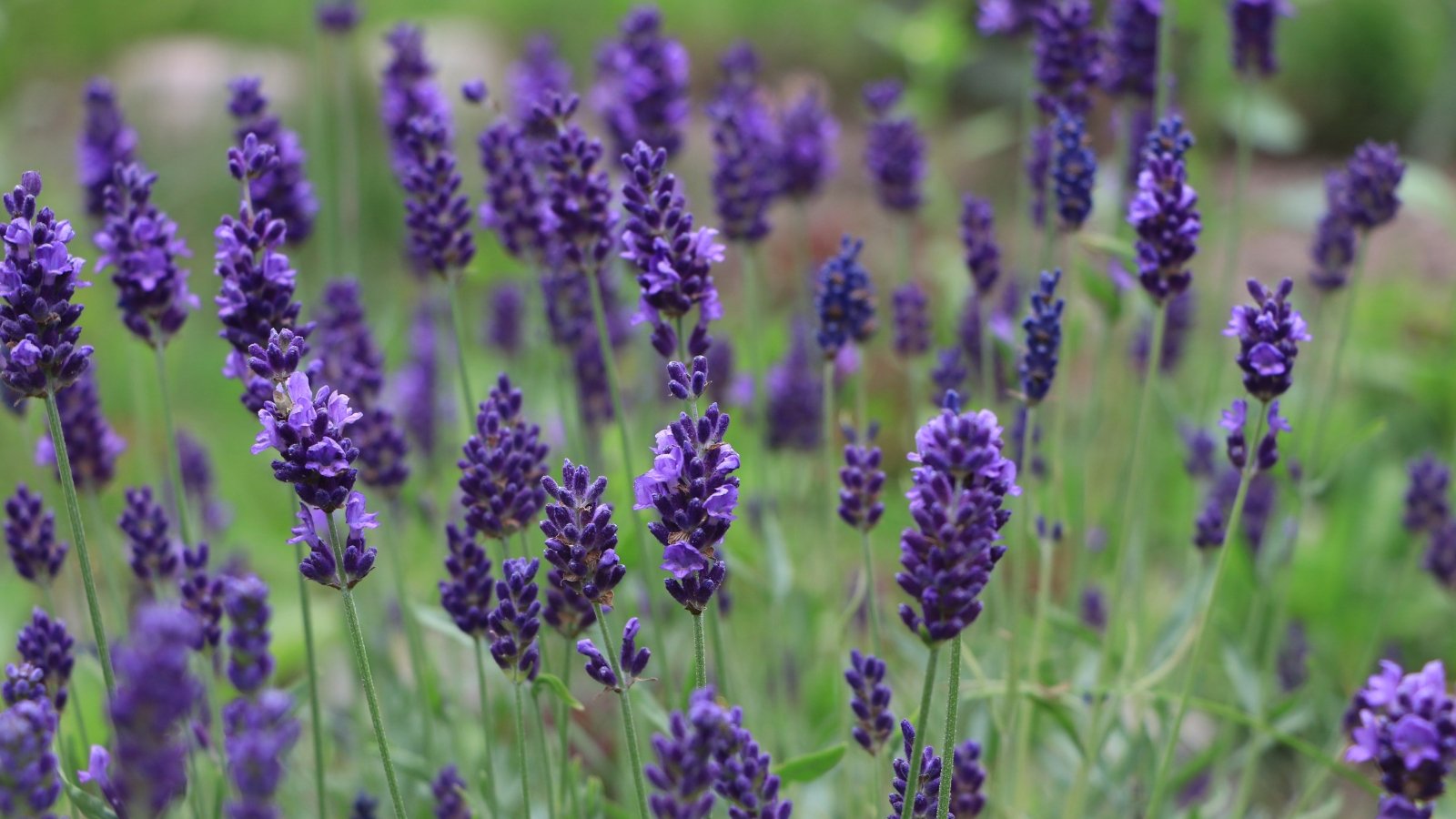 Known for its long, slender stems adorned with abundant violet-blue flowers and narrow gray-green leaves.
