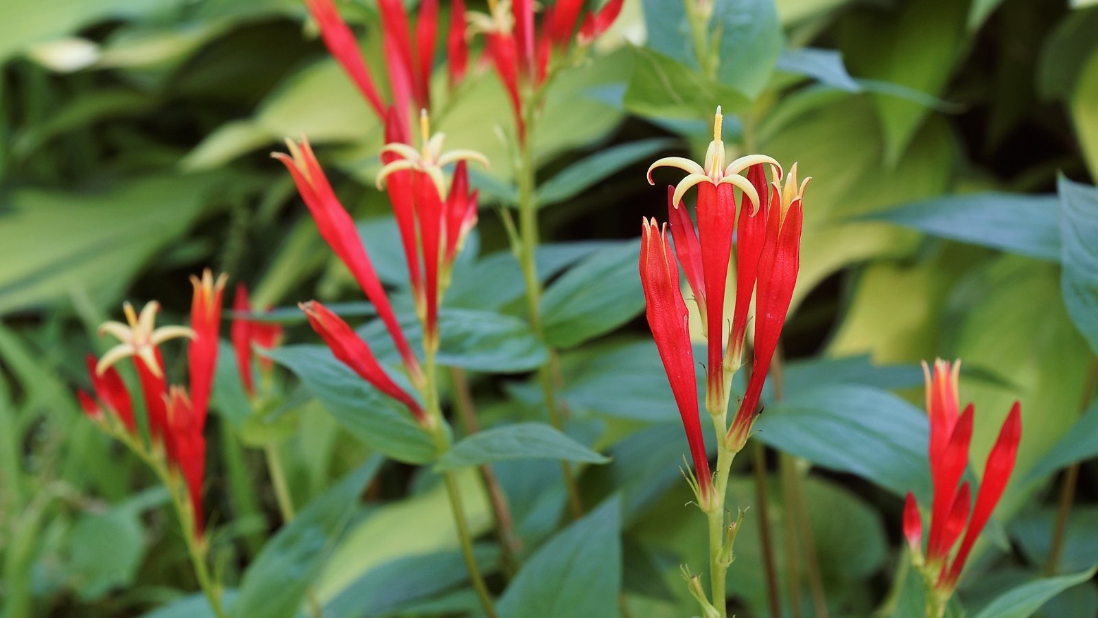 A vibrant grouping of red buds capped with yellow stars grows densely among long, green, spear-shaped leaves that fill the scene, offering a lively and colorful display.