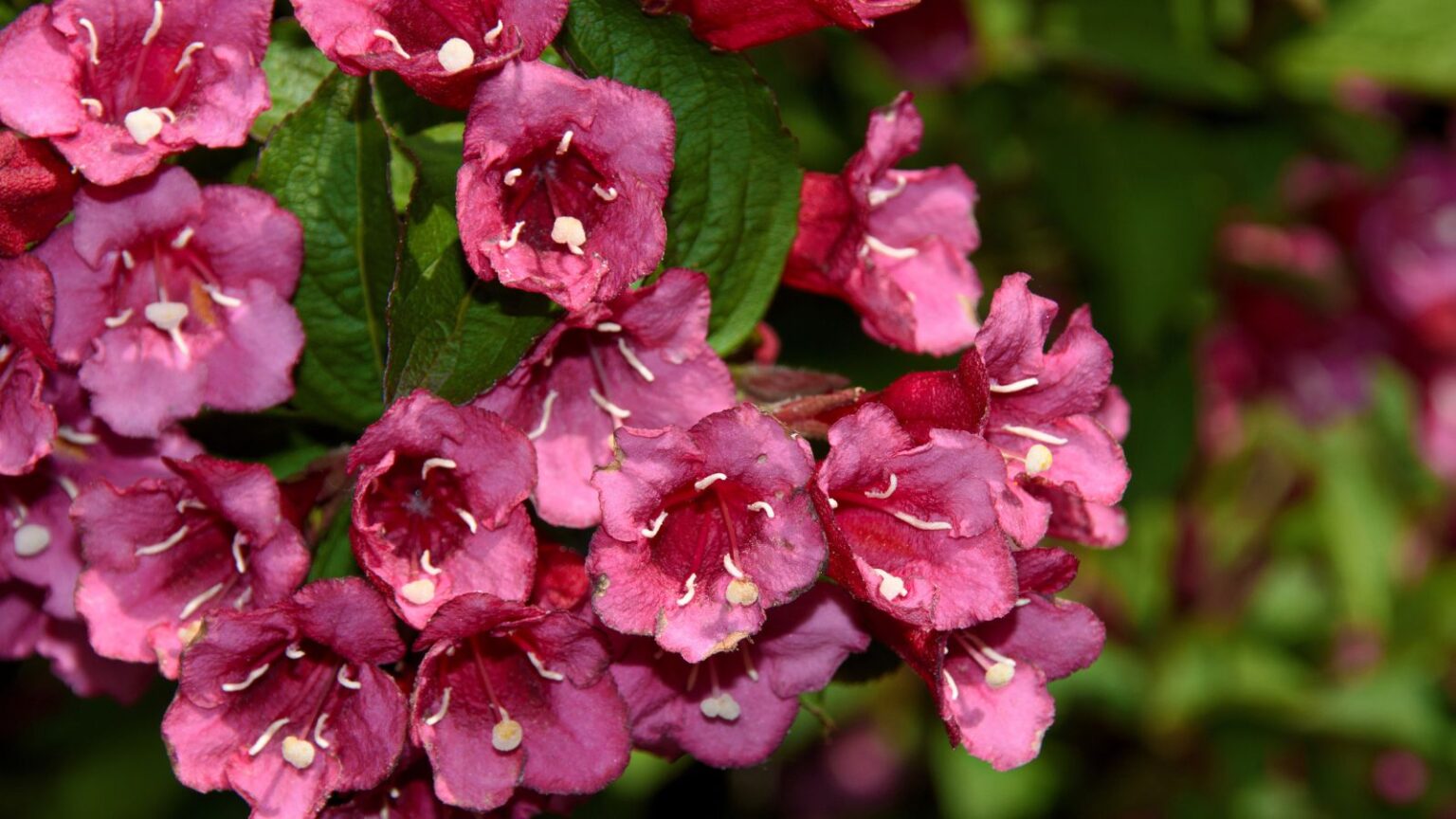 13 Garden Design Ideas Featuring Burgundy Plants