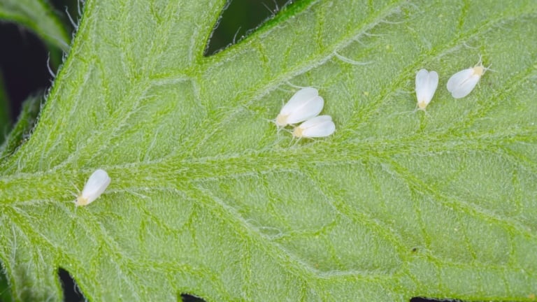 Lavender Insect How to Plant, Grow, and Care for Lavender