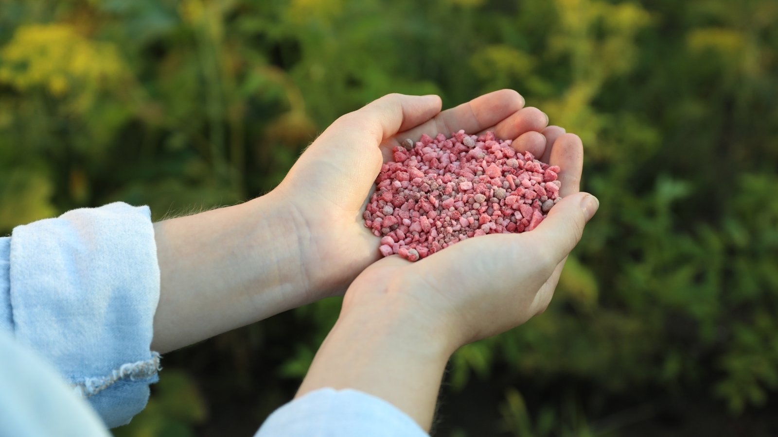 Close-up of a woman's hands with a handful of pink granular fertilizers against the backdrop of a sunny garden.
