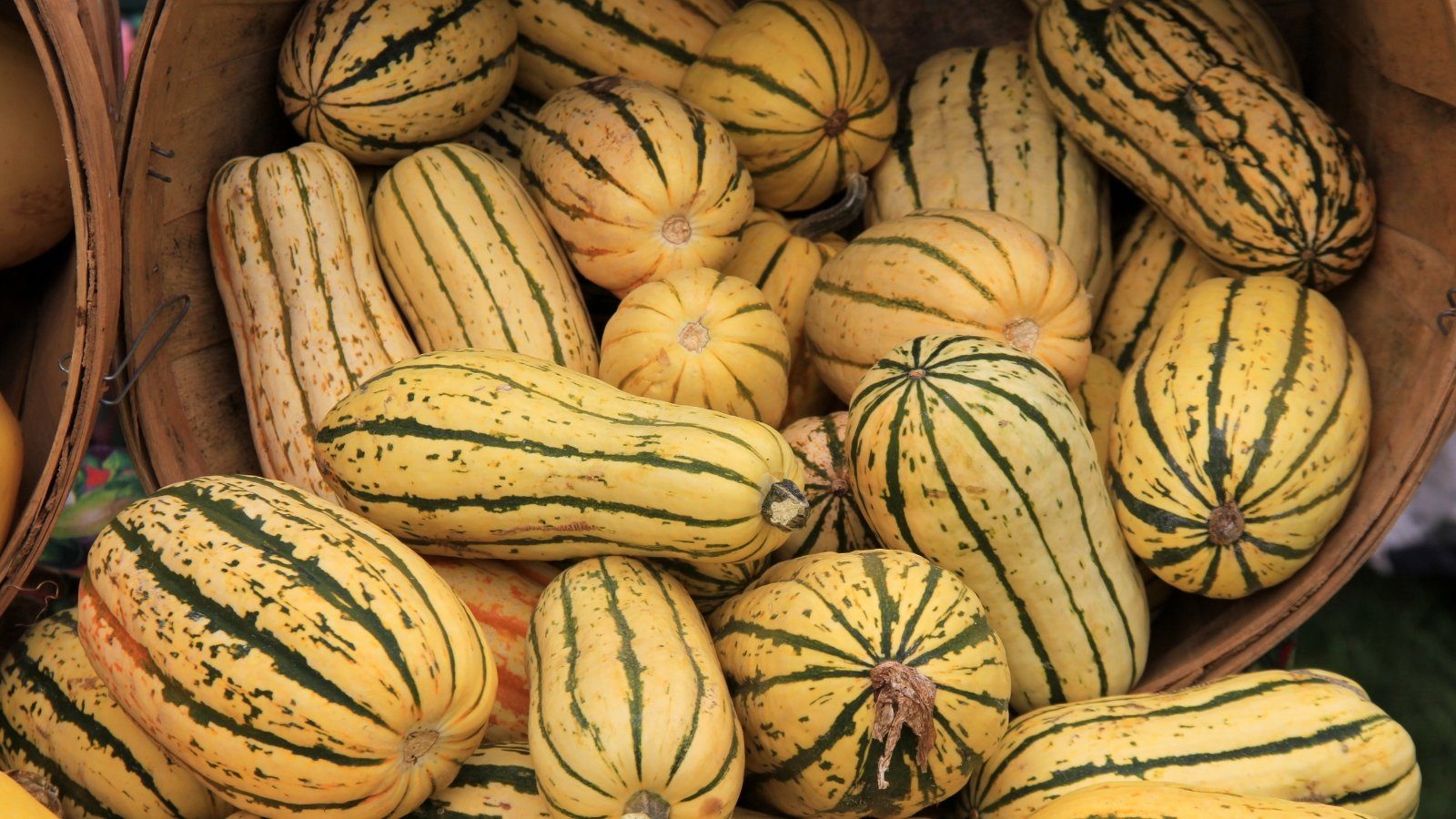 Wooden baskets filled with large, oblong, ribbed squash feature pale skin adorned with dark green vertical stripes and specks of orange near the top and bottom edges.