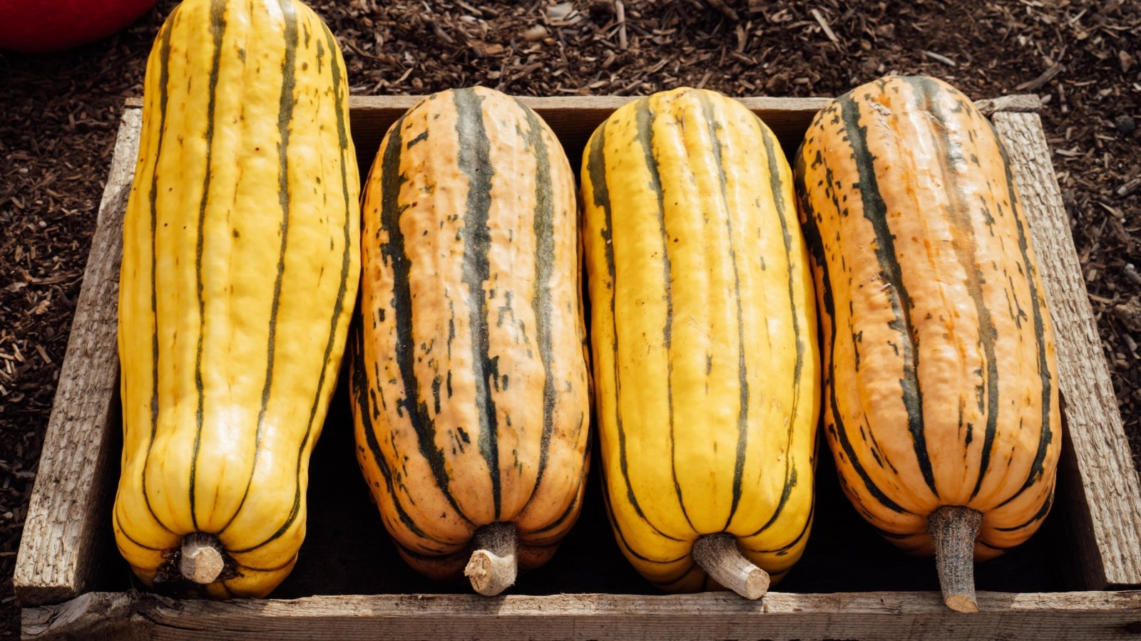 Wooden box filled with striped yellow and green long, smooth fruits with pale yellow skin decorated with bold, dark green streaks and subtle orange tints.