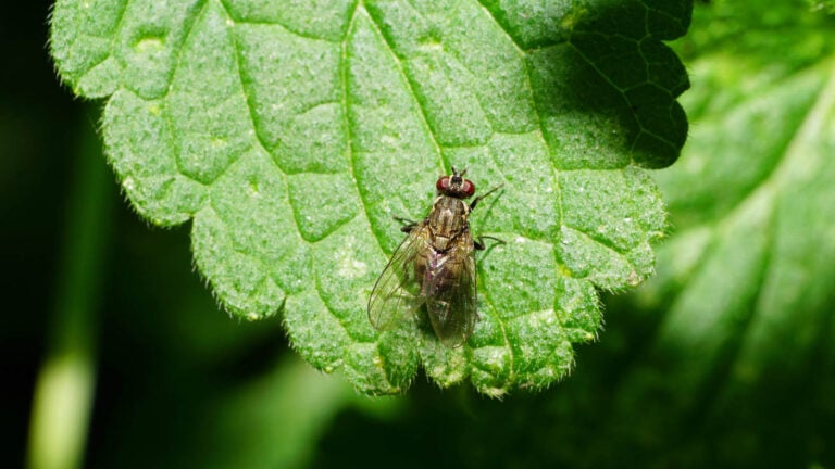 Root Magnotta Insect How to Identify and Get Rid of Root Maggots