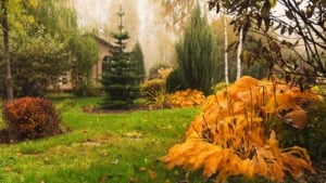 19 Shrubs With Fabulous Fall Color