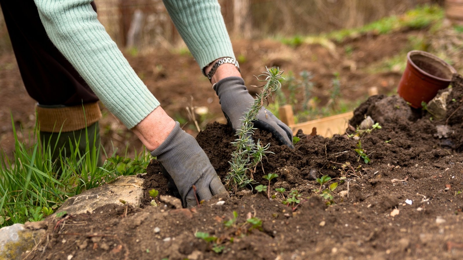 Close-up of a gardener in gray gloves planting a young lavender seedling with slender, silvery leaves on woody stems into loose, dark brown soil in a garden.
