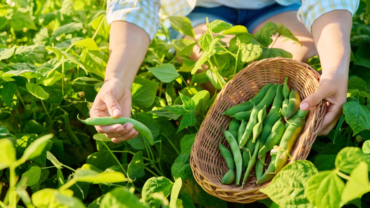 When and How to Harvest Beans: 6 Pro Tips